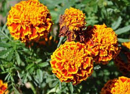 Tagetes erectica.jpg