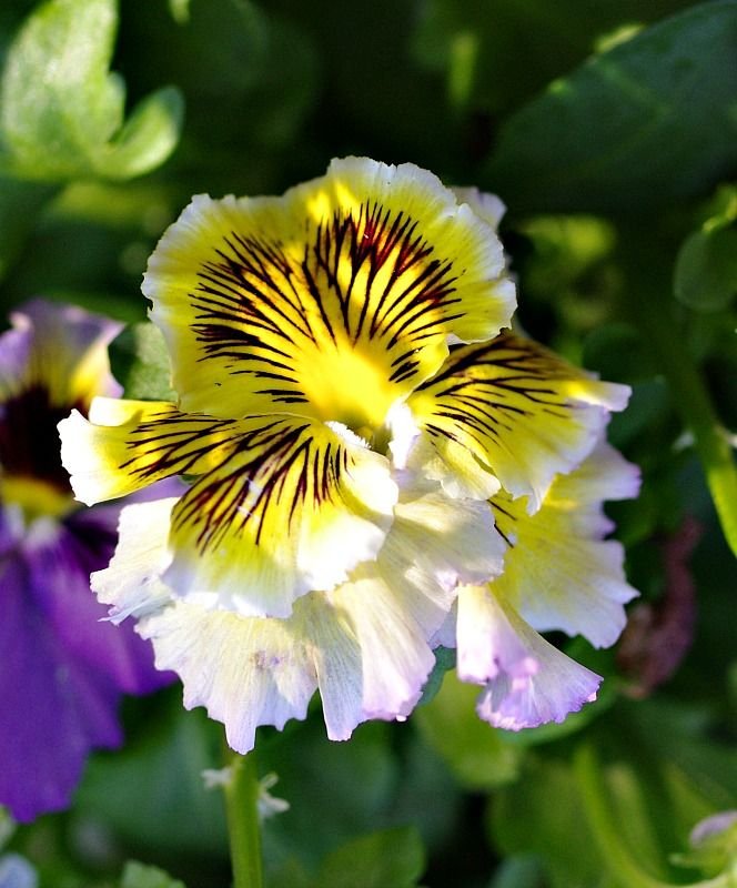 yellowflowerday petals.jpg