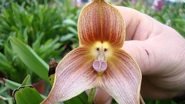 The Rare Monkey Orchid - Dracula Simia--644x362.jpg