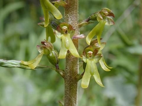 Twayblade Close Up.jpg