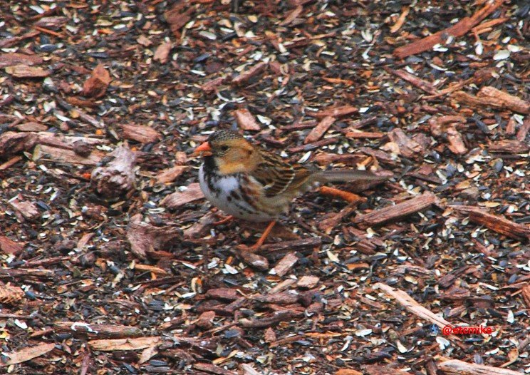 harris's sparrow PFW19-25sun.JPG