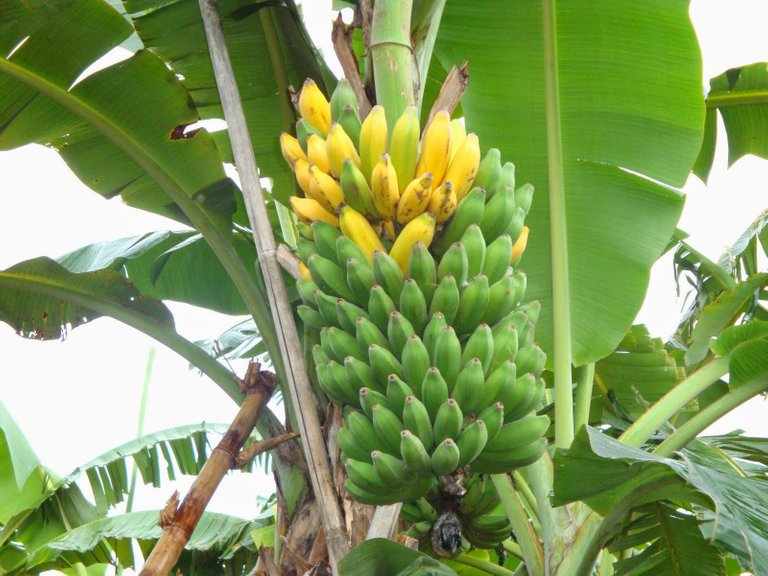 pisang 2.jpg