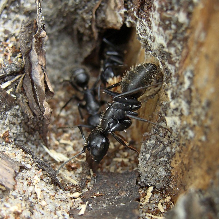 ants-00-by-photo-deja-vu.JPG