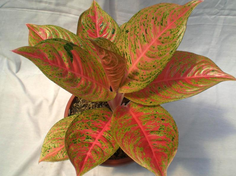 tanaman-hias-aglaonema-sexy-pink.png