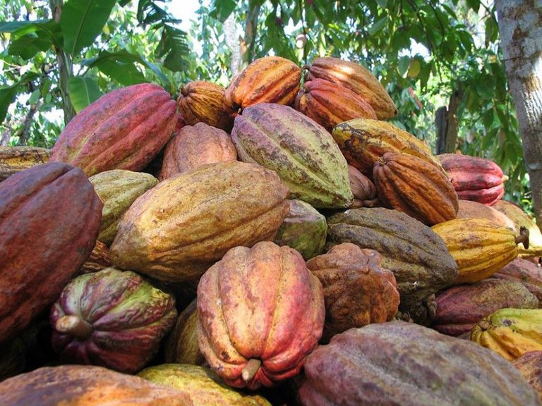 cacao-venezolano-900x675.jpg