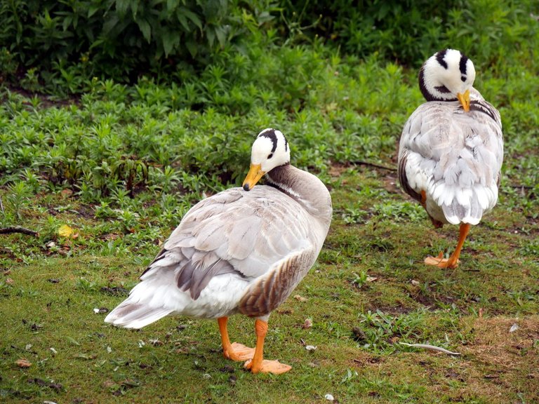 pretty_ducks_003.JPG