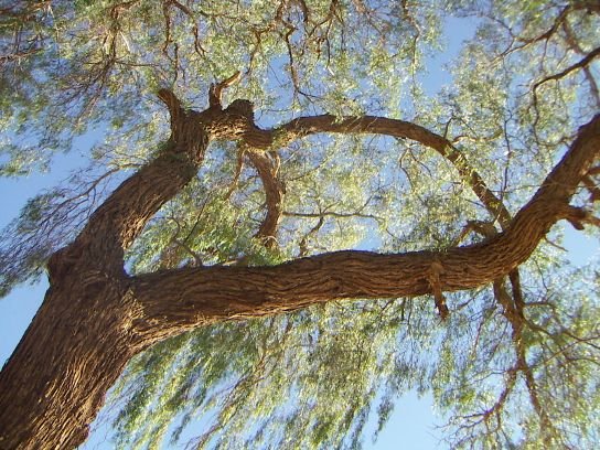 Prosopis_tamarugo Pablo Trincado  attr 2.0 generic.jpg