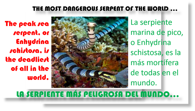 SERPIENTE.png