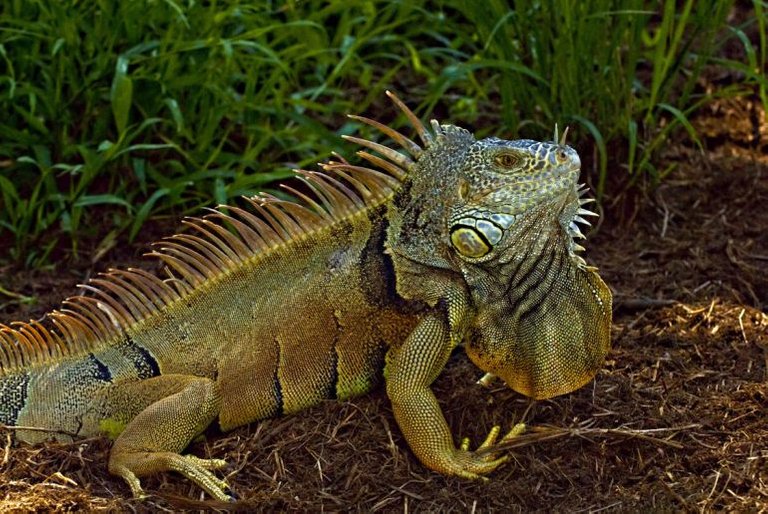 Iguana-Problem-Puerto-Rico-1.jpg