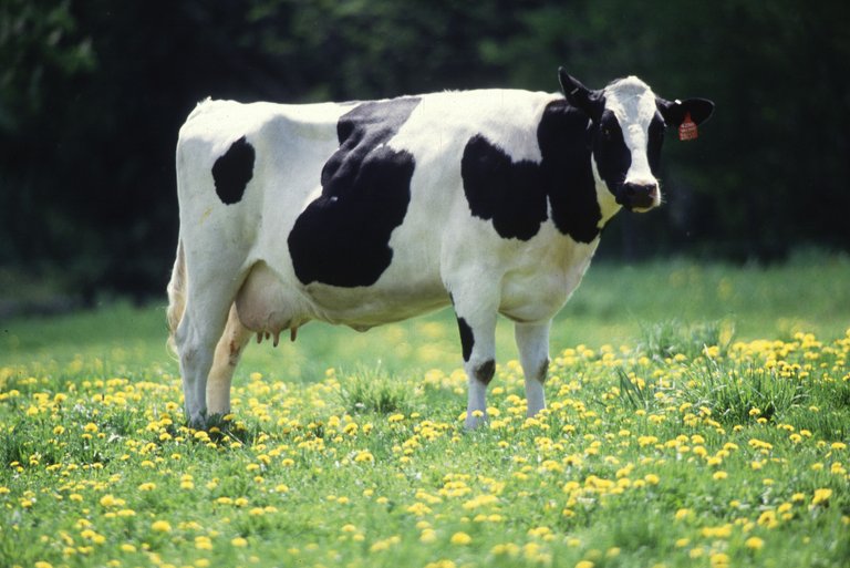 Cow_female_black_white.jpg