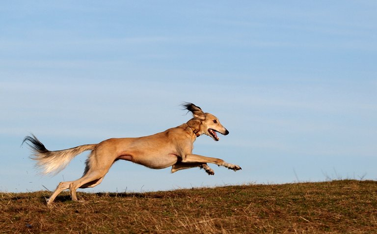 saluki_0005.jpg