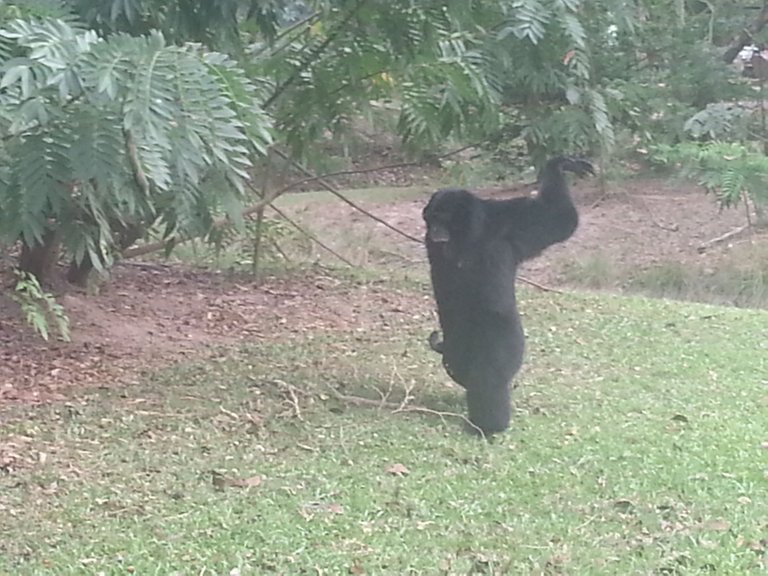 Khao Kheow Open Zoo5.jpg