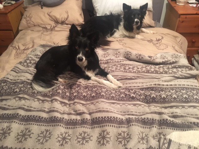dogs in bed.jpg