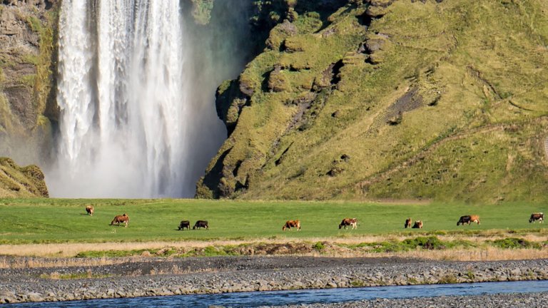 Cows and Waterfall.jpg