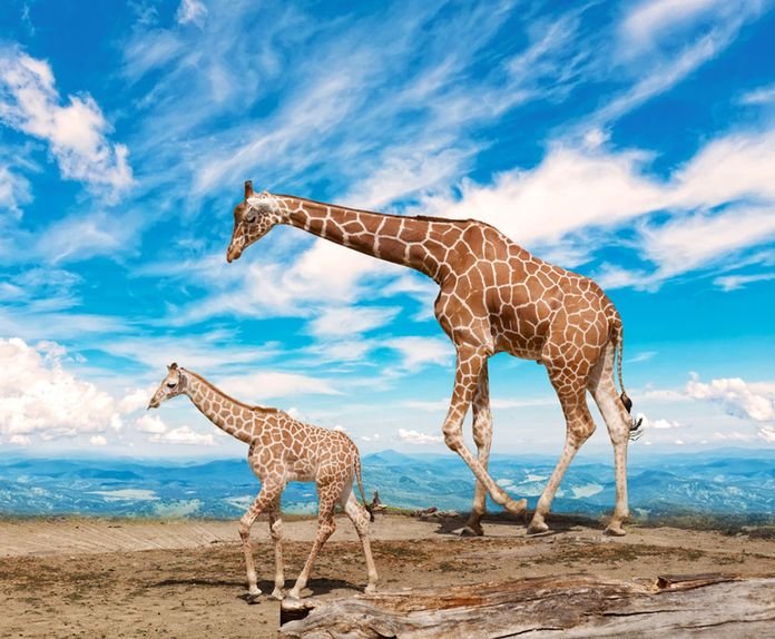 Giraffe-Young-Mother.jpg.696x0_q80_crop-smart.jpg