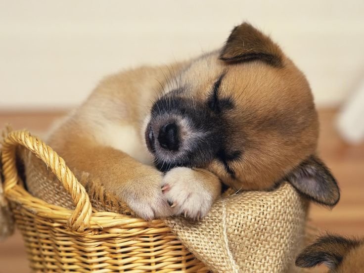 91d2fce30bfe128ec9ab812a0b8d62f5--sleeping-puppies-sleeping-animals.jpg