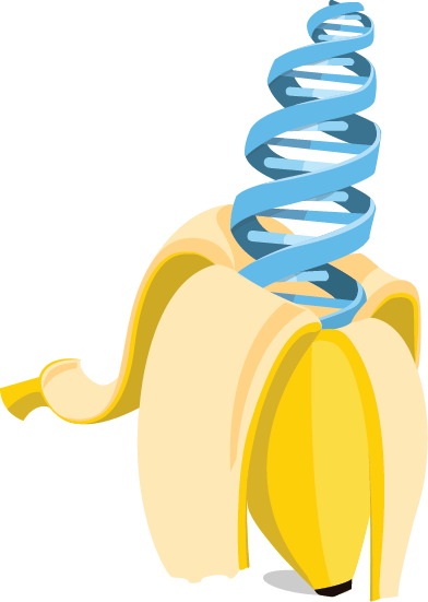 banana.png