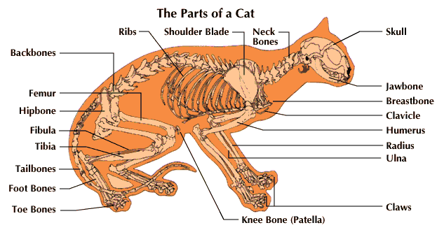 cat 13.jpg