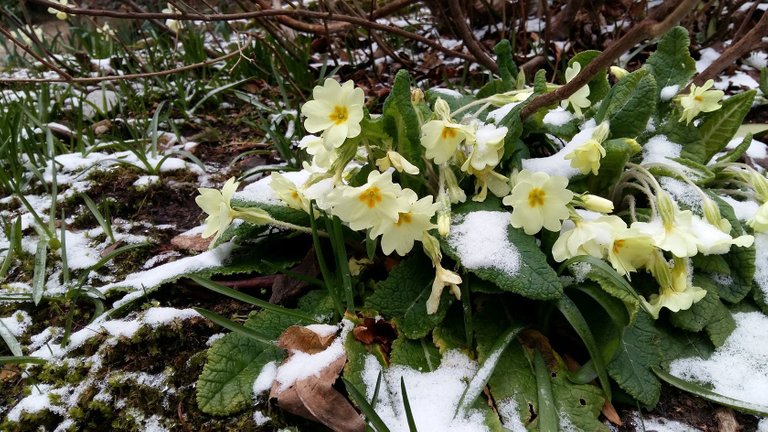 yellow primroses snow.jpg