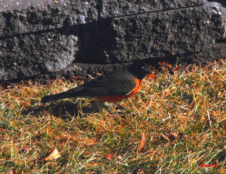 American Robin Arobin02.JPG