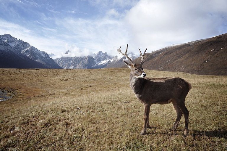 caribou-1030864_1280.jpg