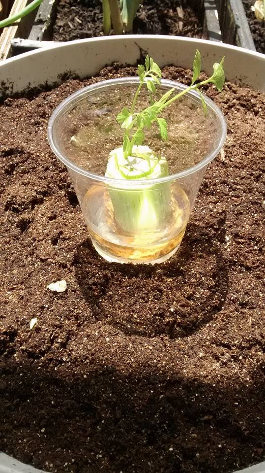 reclaim garden celery ready to plant.jpg