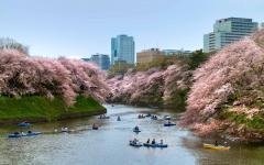 japan_tokyo_cherry_blossom_park_in_spring_shidorigafuji.jpg