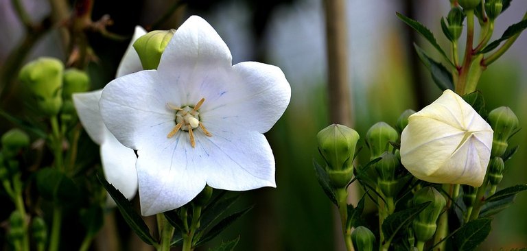 balloon-flower-1512835_960_720.jpg