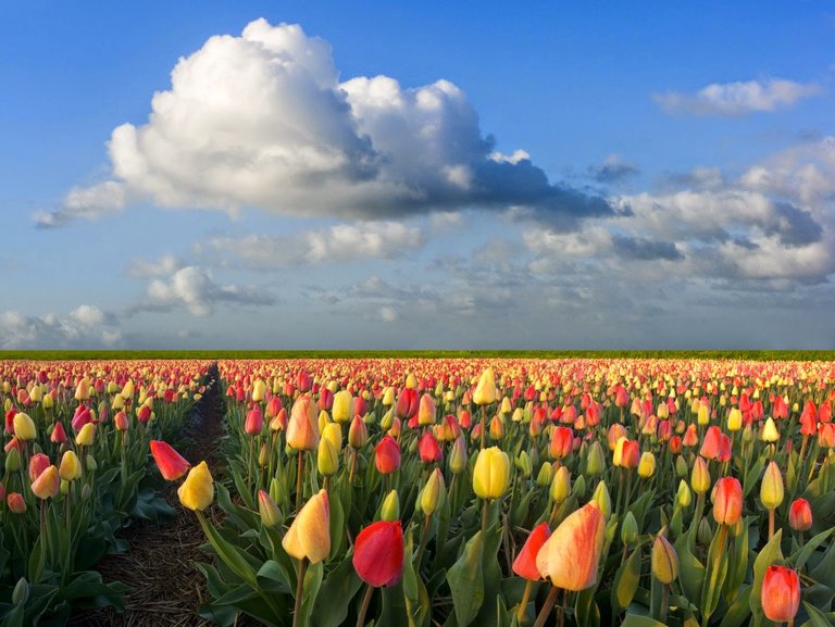 holland_tulip_fields.jpg