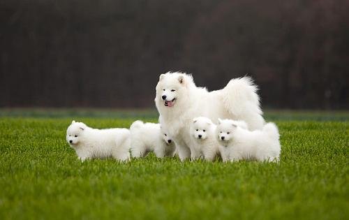 samoyed-1490986613-2.jpg