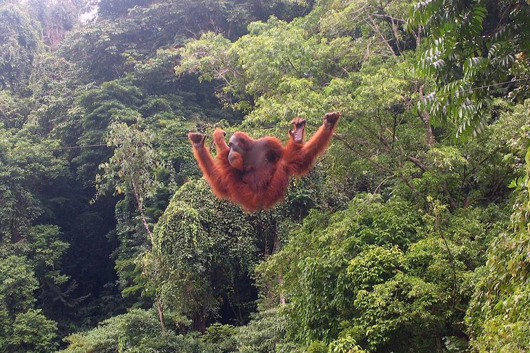 Orang-utan_bukit_lawang_2006.jpg