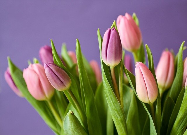 tulips-320151_640.jpg