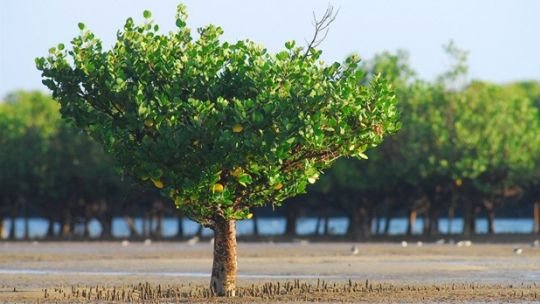 MangrovesKenya_web_0.jpg