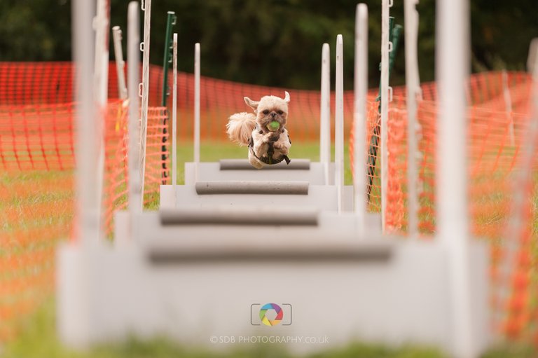 Flyball -SDB_5721.jpg