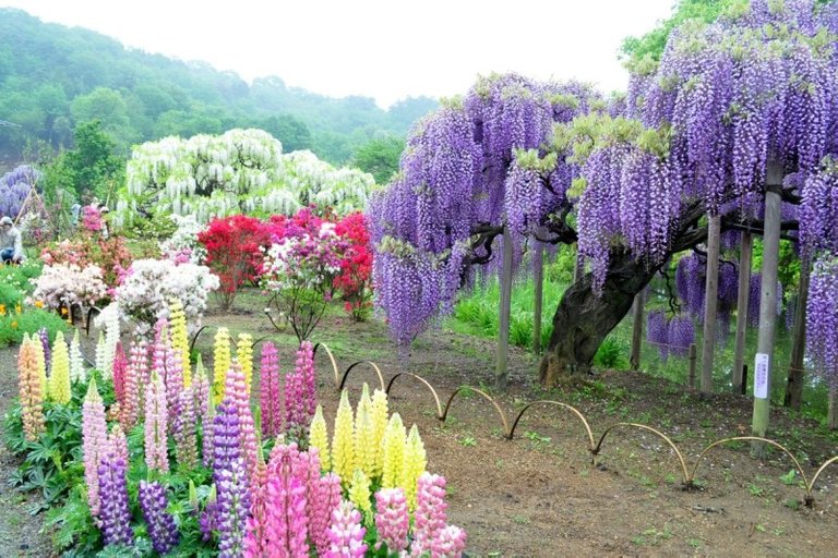 Kawachi Fuji Gardens, Japan 1.jpg