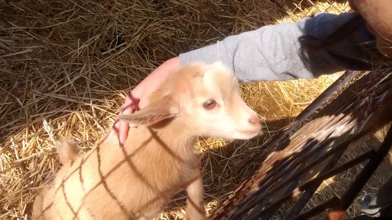 One very cute little baby goat.