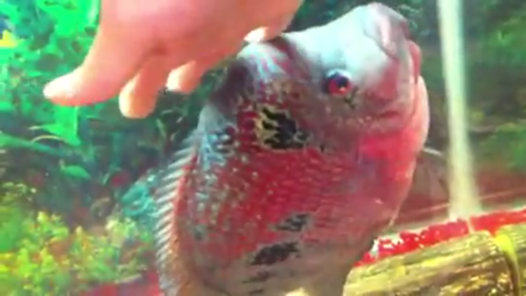 Petting my Flowerhorn Fish