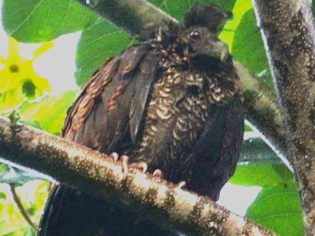 Tooth-billed-Pigeon.jpg