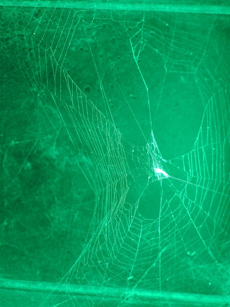 Green Web.JPG