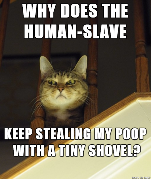 Cat Why Does Human Slave Steal My Poop.png