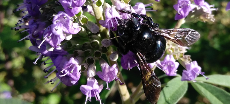 pollen face bee 2.png