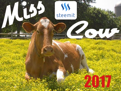 Steemit Cow.png