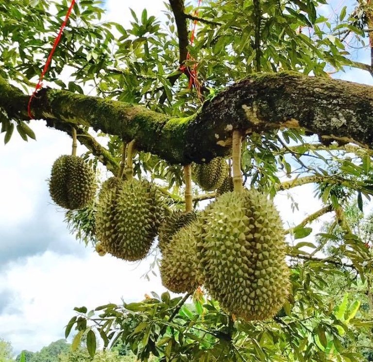 durian200.jpg