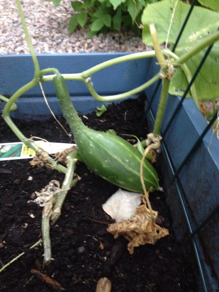 English Cucumber 2.jpg