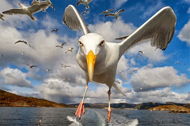 Fishing-gull-water.jpg