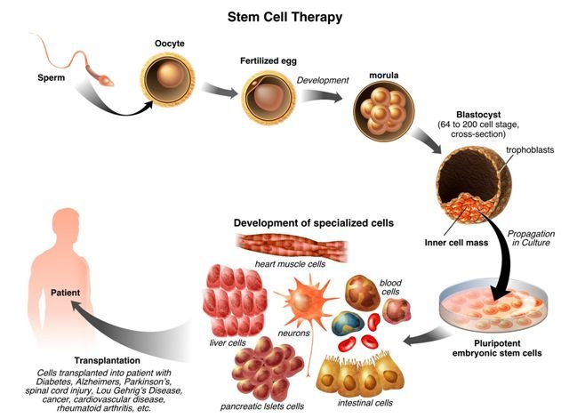 embryonic srem cell.jpg