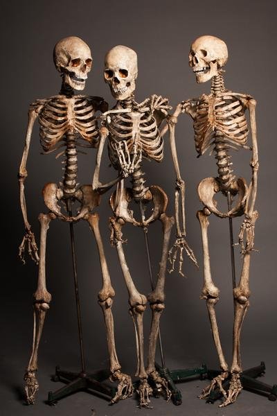crime_scene_skeletons_268__76488_grande.jpeg