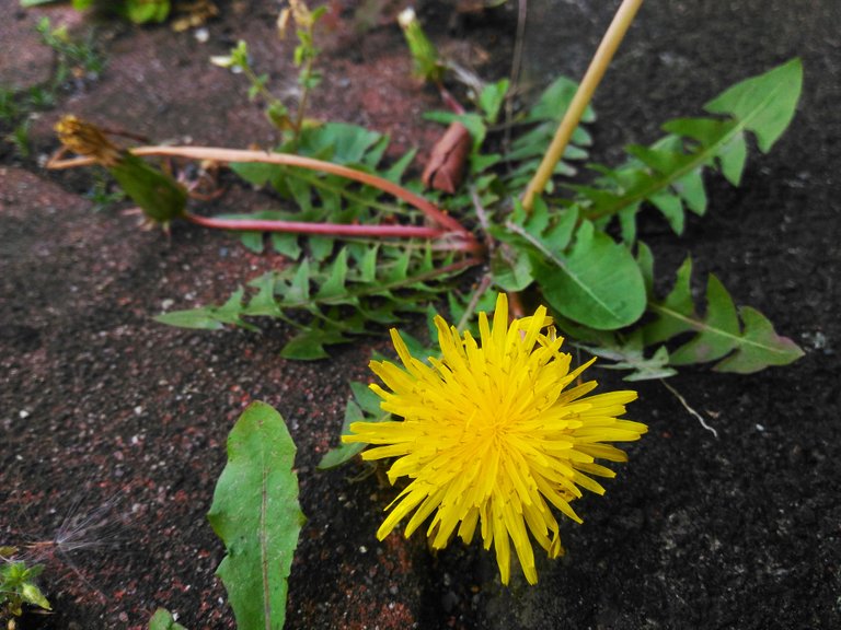 Dandilion.jpg