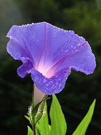 200px-Morning-glory-C6295b.jpg