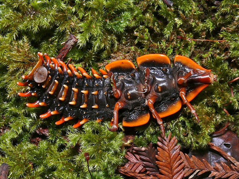 Net-winged_Beetle_(Duliticola_paradoxa)_female_ventral_view_(7128087441).jpg